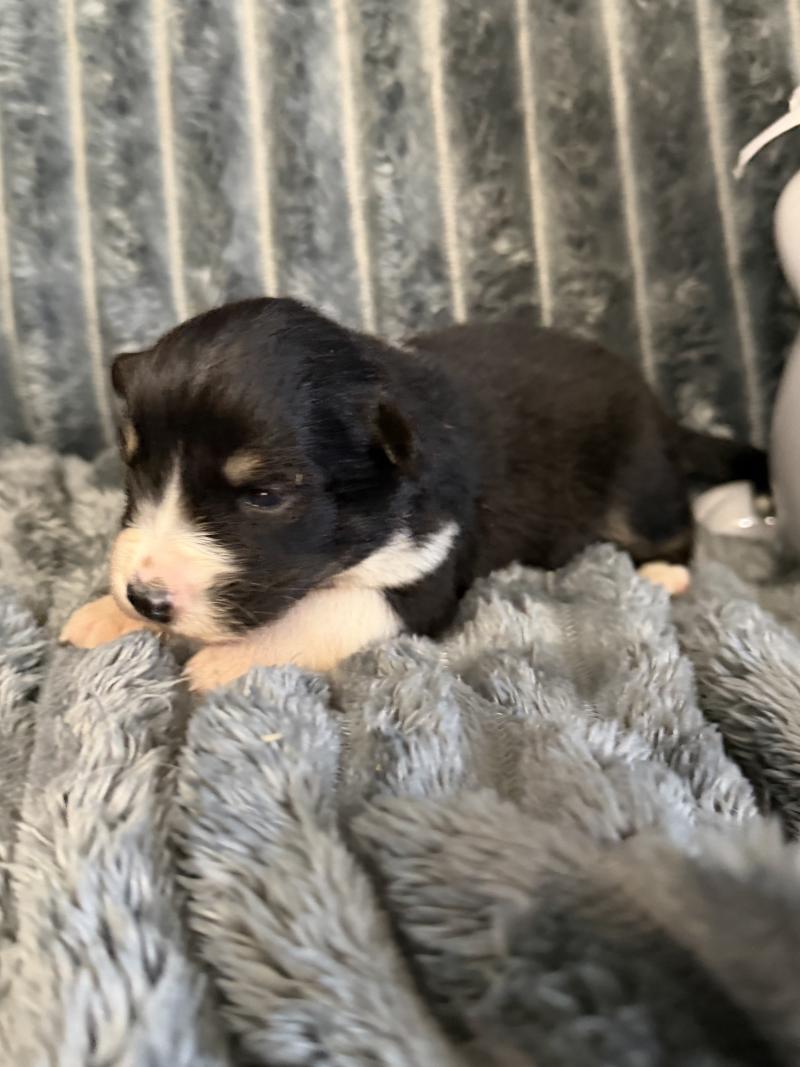 CHIOT7 Femelle Berger australien