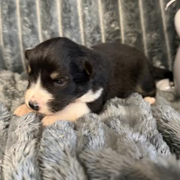 chiot Berger australien noir tricolore CHIOT7 Berger australien des fauminards