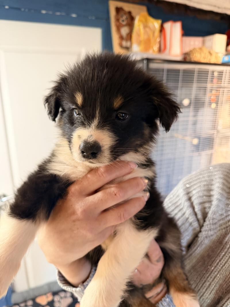 CHIOT7 Femelle Berger australien