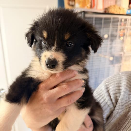 CHIOT7 Femelle Berger australien
