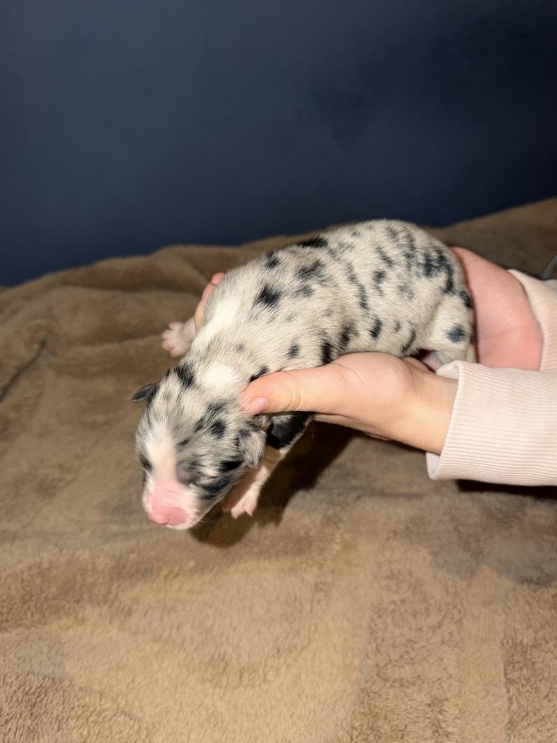 chiot7 des fauminards Mâle Berger australien
