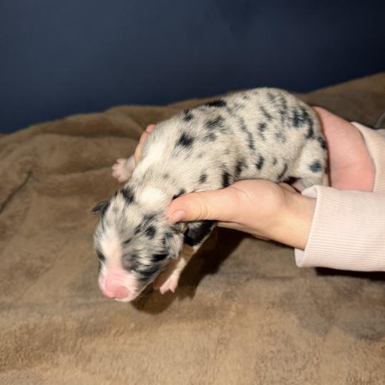 chiot7 des fauminards Mâle Berger australien