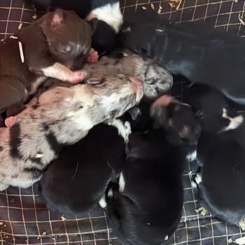 chiot Berger australien noir tricolore CHIOT8 Berger australien des fauminards