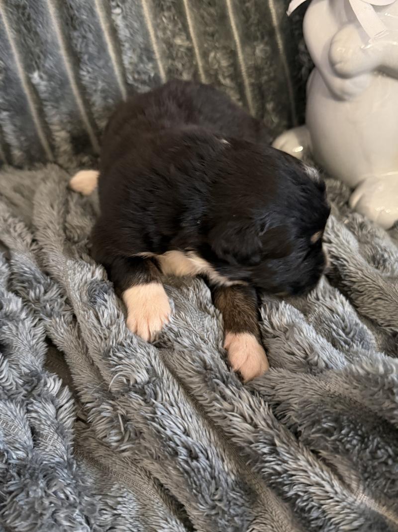 CHIOT8 Femelle Berger australien