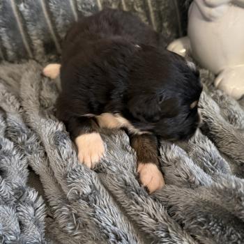 chiot Berger australien noir tricolore CHIOT8 Berger australien des fauminards