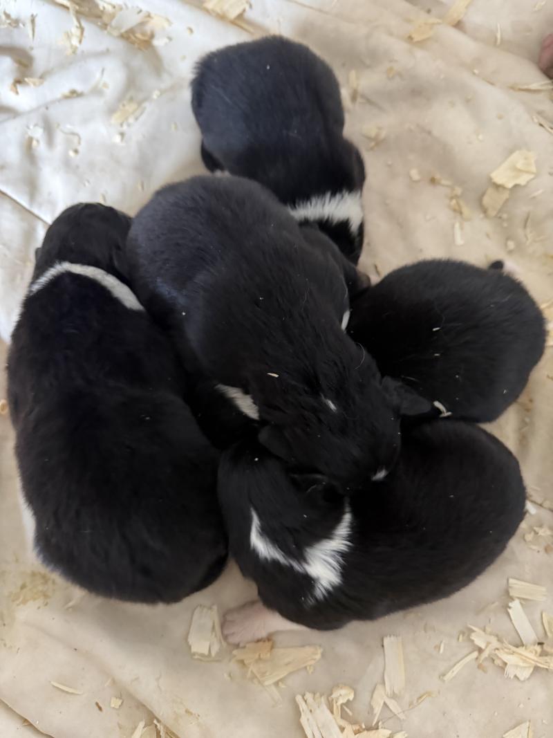 CHIOT9 Femelle Berger australien