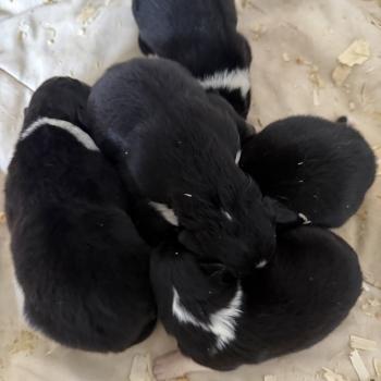 chiot Berger australien noir tricolore CHIOT9 Berger australien des fauminards