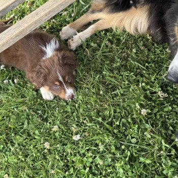 chiot Berger australien rouge tricolore EUREKA Berger australien des fauminards