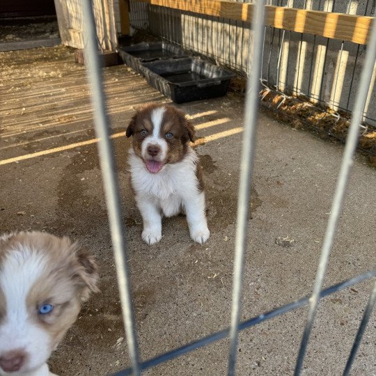 chiot Berger australien rouge tricolore EUREKA Berger australien des fauminards