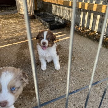 chiot Berger australien rouge tricolore EUREKA Berger australien des fauminards