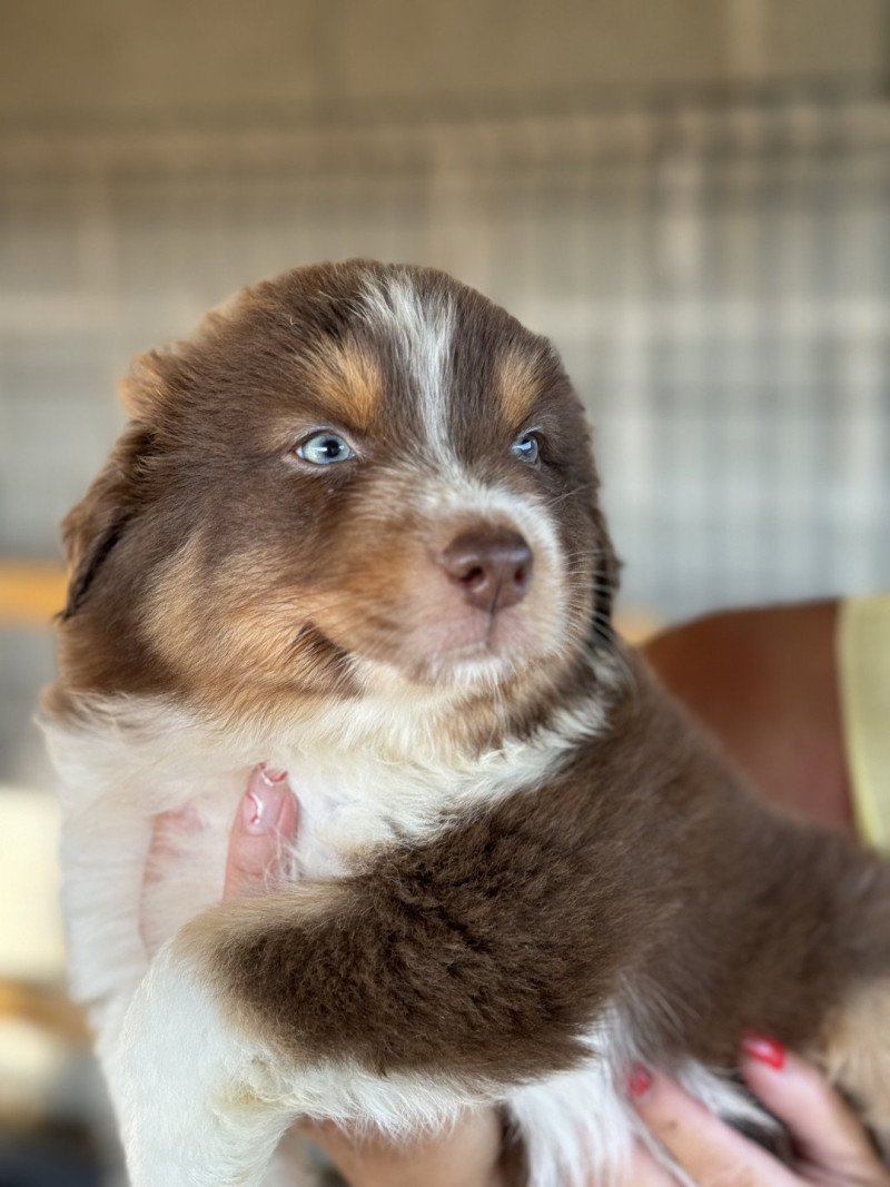 EUREKA Mâle Berger australien