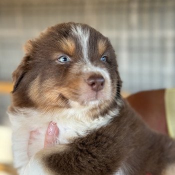 chiot Berger australien rouge tricolore EUREKA Berger australien des fauminards
