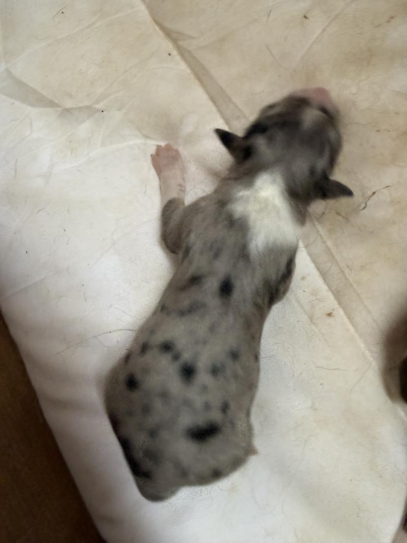 Femelle bleu merle 1 Femelle Berger australien
