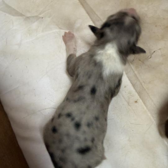 Femelle bleu merle 1 Femelle Berger australien