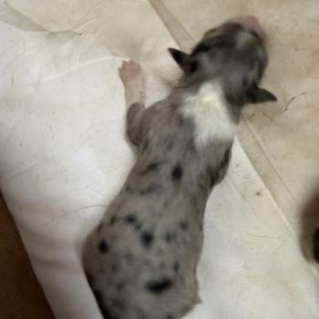 chiot Berger australien Bleu merle Femelle bleu merle 1 Elevage familiale de Berger australien