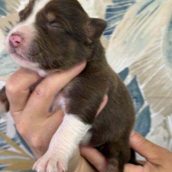 chiot Berger australien Rouge tricolore Femelle rouge tricolore 1 Elevage familiale de Berger australien