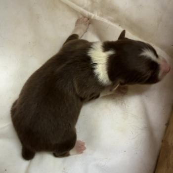chiot Berger australien Rouge tricolore Femelle rouge tricolore 1 Elevage familiale de Berger australien