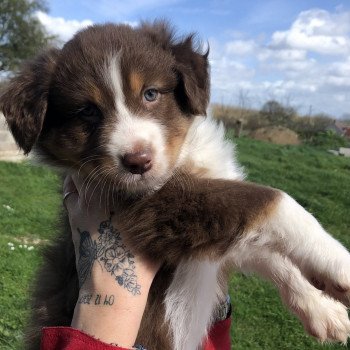 chiot Berger australien Rouge tricolore Femelle rouge tricolore LOF Berger australien des fauminards