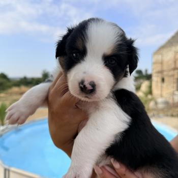 chiot Berger australien Noir tricolore Léna 5 Berger australien des fauminards