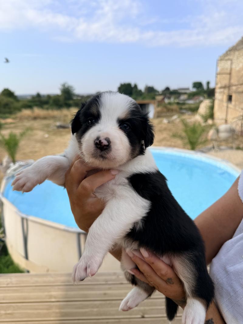 Léna 5 Femelle Berger australien