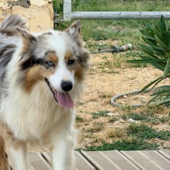 chien Berger australien Léna Berger australien des fauminards