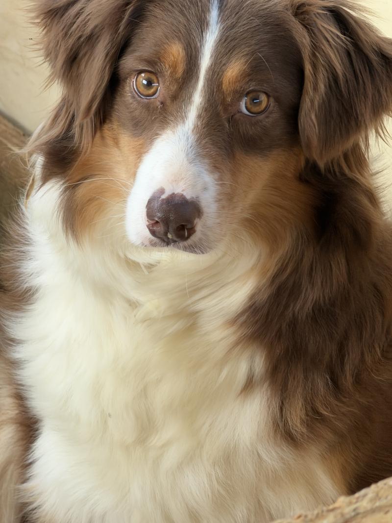 Lili Femelle Berger australien