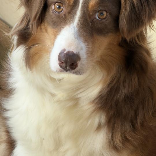 Lili des fauminards Femelle Berger australien