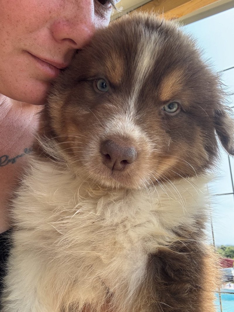 loki Mâle Berger australien