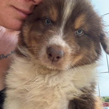 chiot Berger australien rouge tricolore loki Berger australien des fauminards