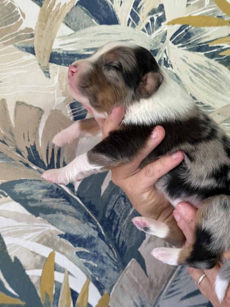 Male bleu merle 1 Mâle Berger australien