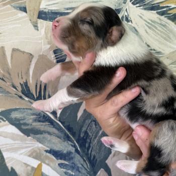 chiot Berger australien Bleu merle Male bleu merle 1 Elevage familiale de Berger australien
