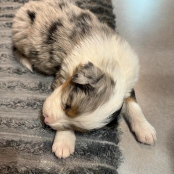chiot Berger australien Bleu merle Male bleu merle 1 Elevage familiale de Berger australien