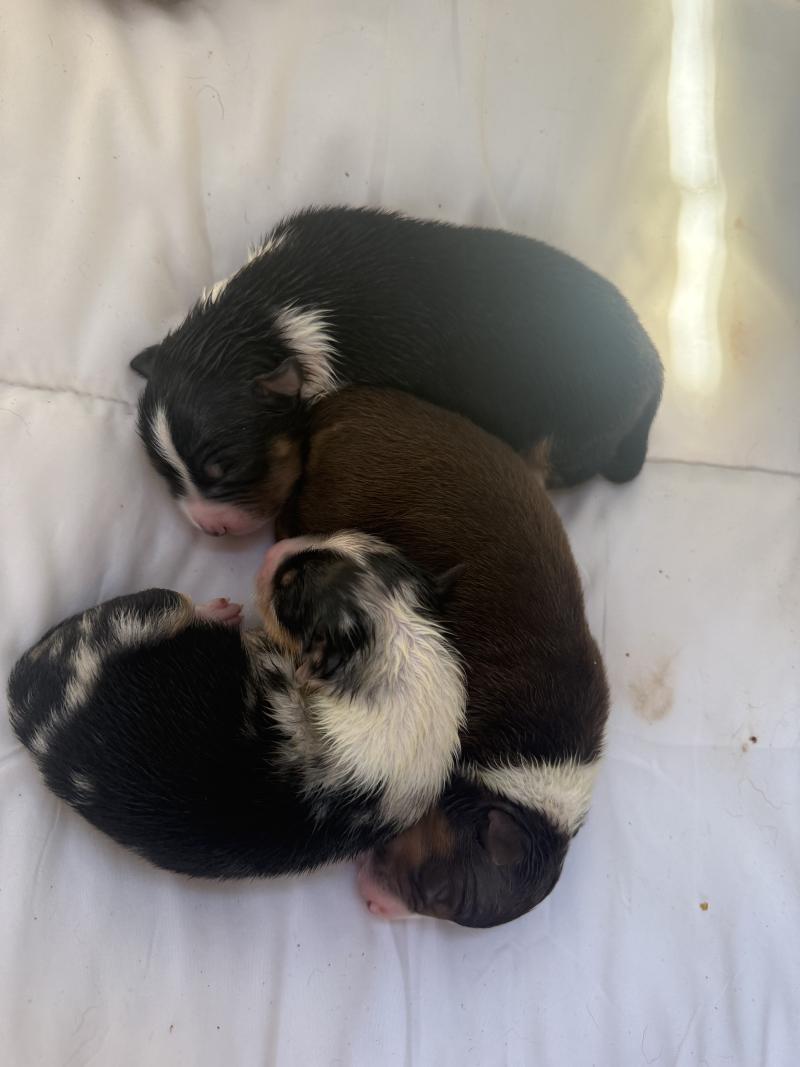 Male bleu merle 1 Mâle Berger australien