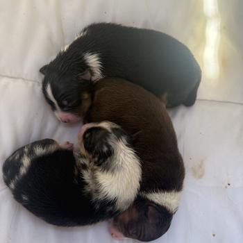 chiot Berger australien Bleu merle Male bleu merle 1 Elevage familiale de Berger australien