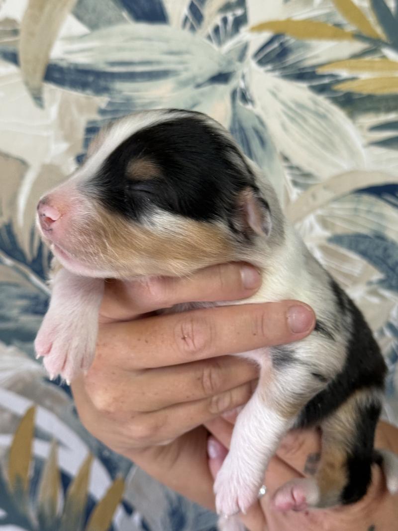 Male bleu merle 1 Mâle Berger australien