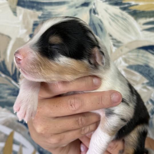 Male bleu merle 1 Mâle Berger australien