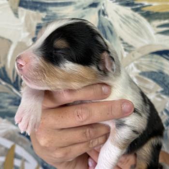 chiot Berger australien Bleu merle Male bleu merle 1 Elevage familiale de Berger australien