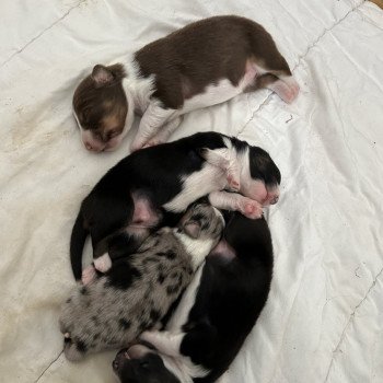 chiot Berger australien Bleu merle Mâle bleu merle Berger australien des fauminards