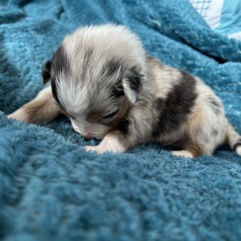 chiot Berger australien Bleu merle Mâle bleu merle LOF Berger australien des fauminards