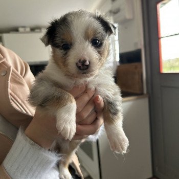 chiot Berger australien Bleu merle Mâle bleu merle LOF Berger australien des fauminards