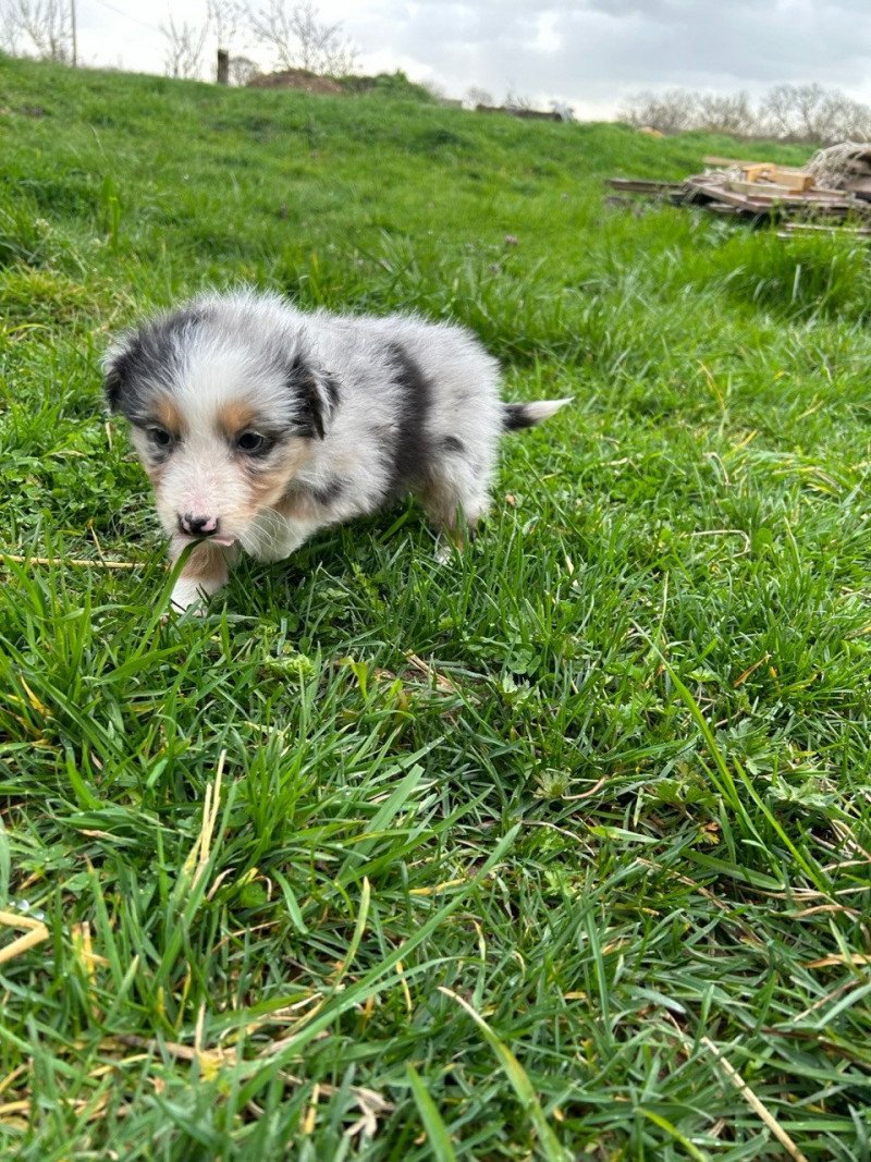 Mâle bleu merle LOF Mâle Berger australien