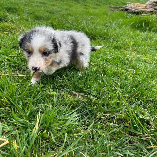 Mâle bleu merle LOF Mâle Berger australien