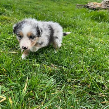 chiot Berger australien Bleu merle Mâle bleu merle LOF Berger australien des fauminards