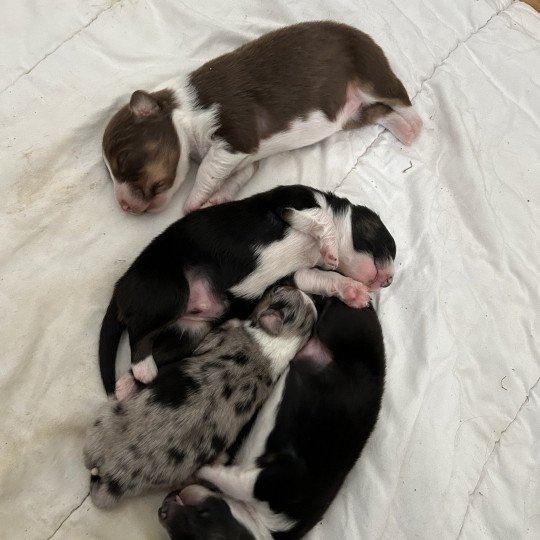 chiot Berger australien Noir tricolore Mâle noir tri 1 Berger australien des fauminards