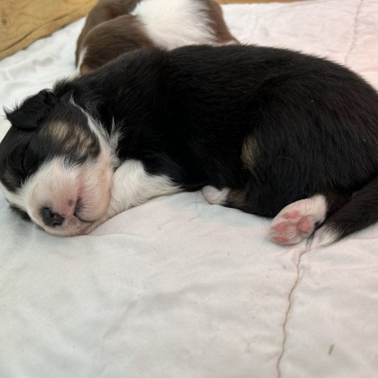 chiot Berger australien Noir tricolore Mâle noir tri 1 LOF Berger australien des fauminards