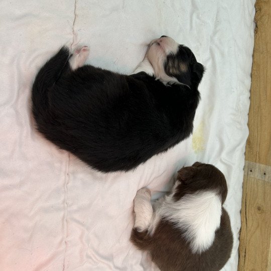 chiot Berger australien Noir tricolore Mâle noir tri 2 LOF Berger australien des fauminards