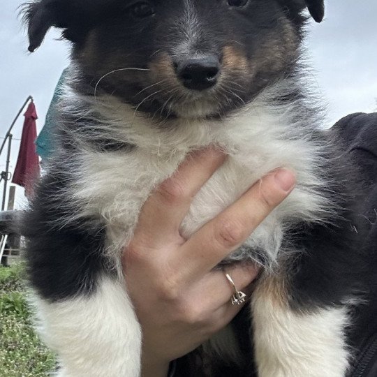 chiot Berger australien Noir tricolore Mâle noir tri 2 LOF Berger australien des fauminards