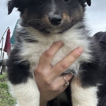 chiot Berger australien Noir tricolore Mâle noir tri 2 LOF Berger australien des fauminards