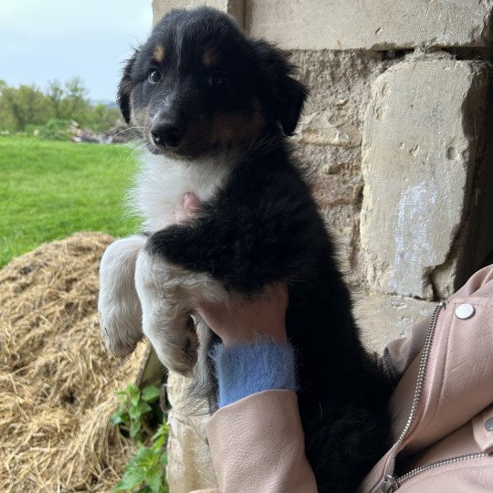 chiot Berger australien Noir tricolore Mâle noir tri 2 LOF Berger australien des fauminards