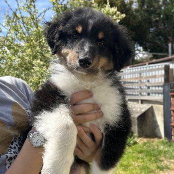 chiot Berger australien Noir tricolore UMBRO Berger australien des fauminards